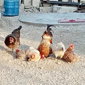 tawuk