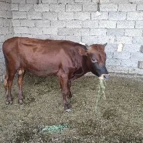 Ökuz