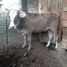 göle