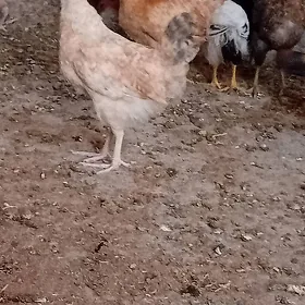 jüje