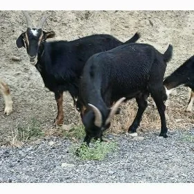 geci , goýun berre