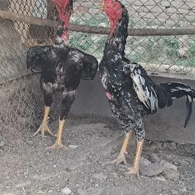 horaz