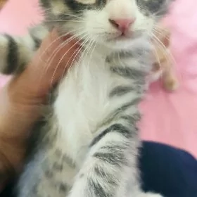 котята