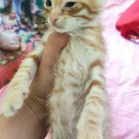 котёнок