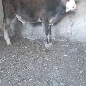okuzce