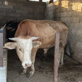 öküz