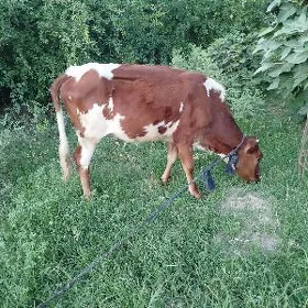 Gulajyn okuzce mallar