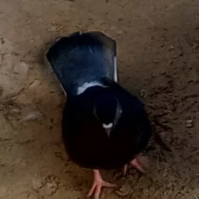 kepderi