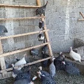 sisarka ýumurtga