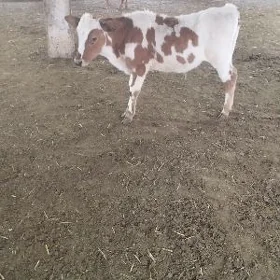 göle