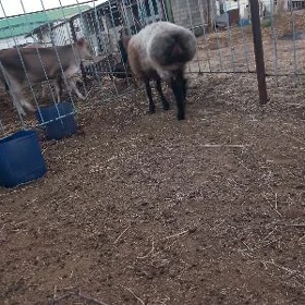 Goýun Şor Garadamak