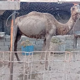köşekli düye