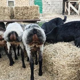 işşek erkeç