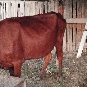 sygyr