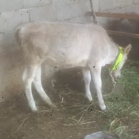 Göle