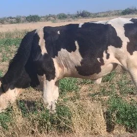 golişteýin öküzçe 1.2 aý lyk
