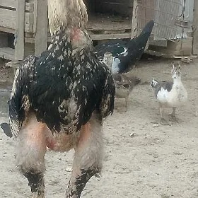 towuk Taşkent