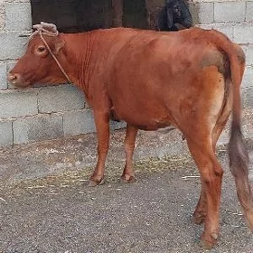 bakylan sygyr