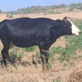 sygyr gowy süýtlek
