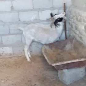 Geçi