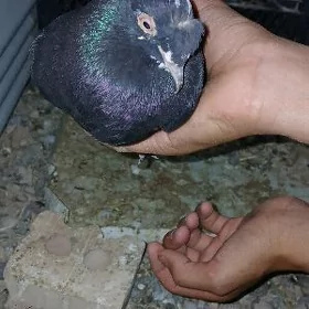 Kepderi