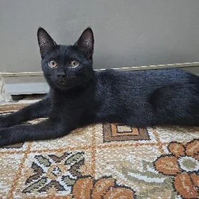 котята