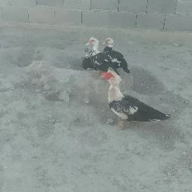 induşga gaz