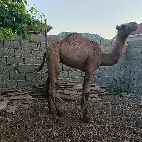 ogsyk
