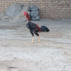horaz