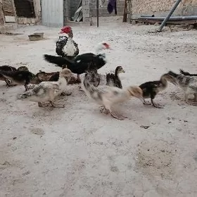 İndautga juyje