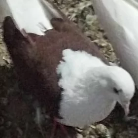 kepderi