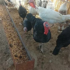 induk ýumurtga