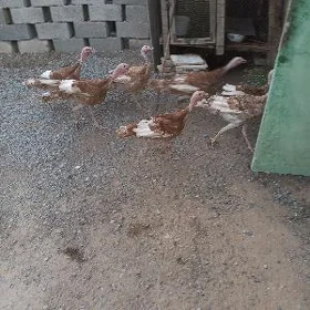 индюк