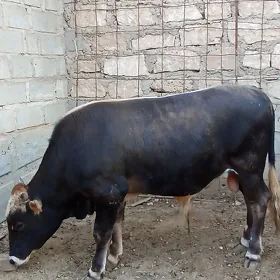 Öküz