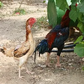 baysok
