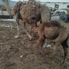 Köşekli Düýe