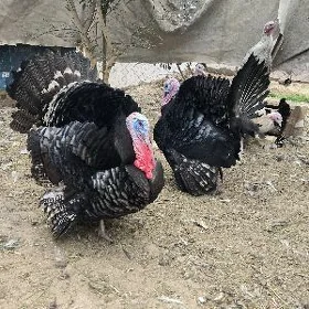 induk yumurtga