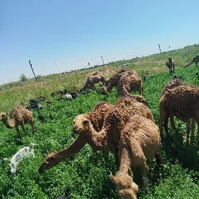 ogşik