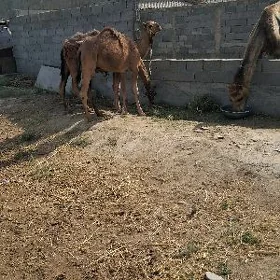 Ogşuk