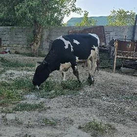 Golşteyin okuz
