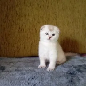 Шотландские шиншиллы