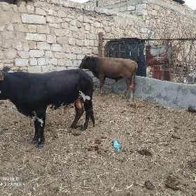 окуз