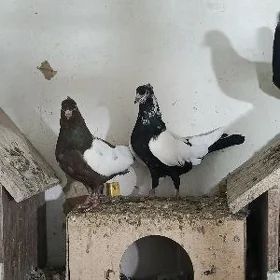 kepderi
