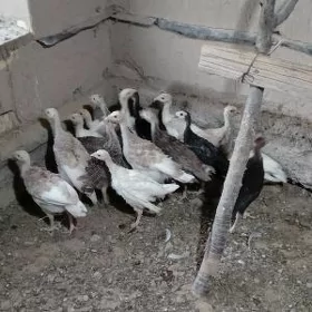 Induk jüyje 2 aýlyk 17 sany