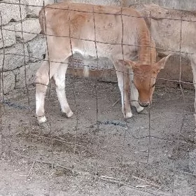 İKİ ŞWES ÖKÜZ