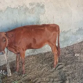 gulajynlar