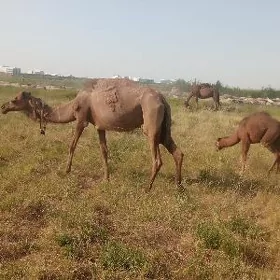 lkoseklidiuye