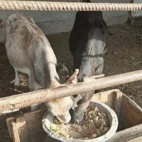 oküzce gulajyn