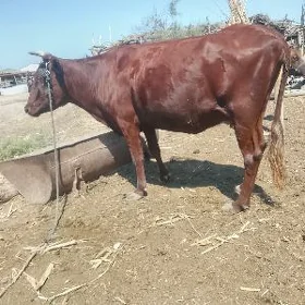 yetik bogaz