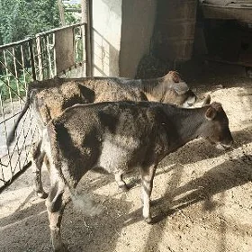 göle gulajyn